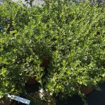 Egreš obyčajný (Grossularia uva-crispa) ´HINNONMÄKI RÖD´ - výška 15-25 cm, stredne skorý, červený, C2L - KRÍKOVÝ